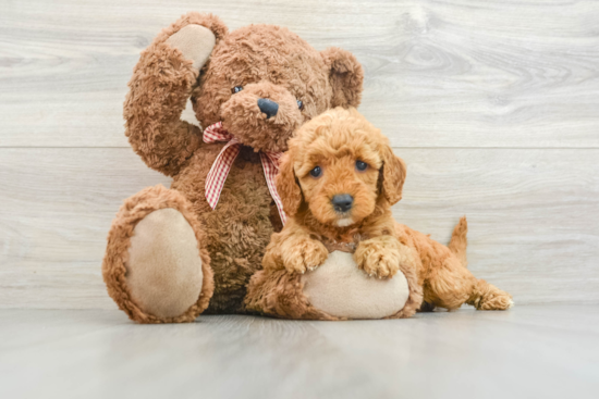 Cute Mini Goldendoodle Baby