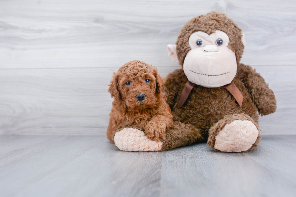 Best Mini Goldendoodle Baby