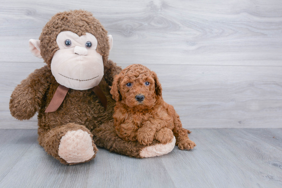 Smart Mini Goldendoodle Poodle Mix Pup