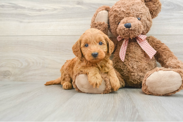 Energetic Golden Doodle Poodle Mix Puppy