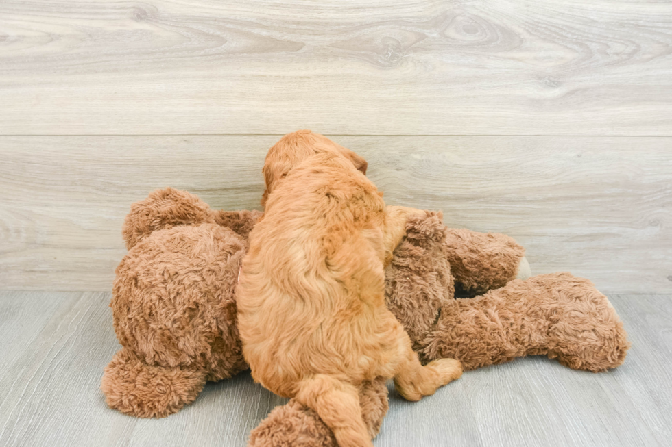 Best Mini Goldendoodle Baby