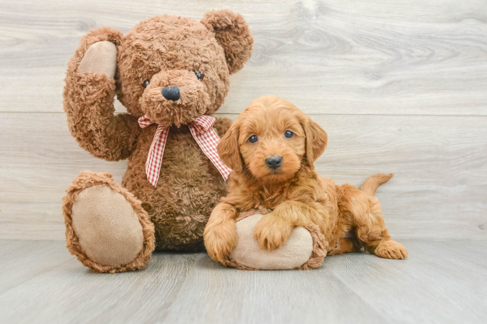 Smart Mini Goldendoodle Poodle Mix Pup