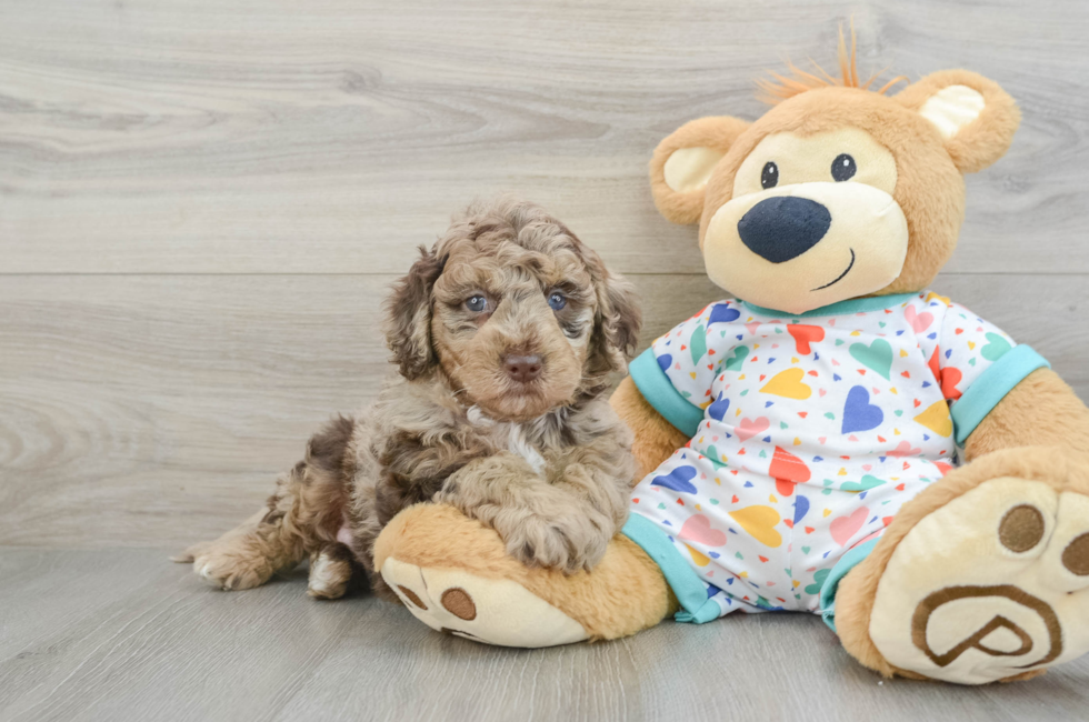 5 week old Mini Goldendoodle Puppy For Sale - Premier Pups