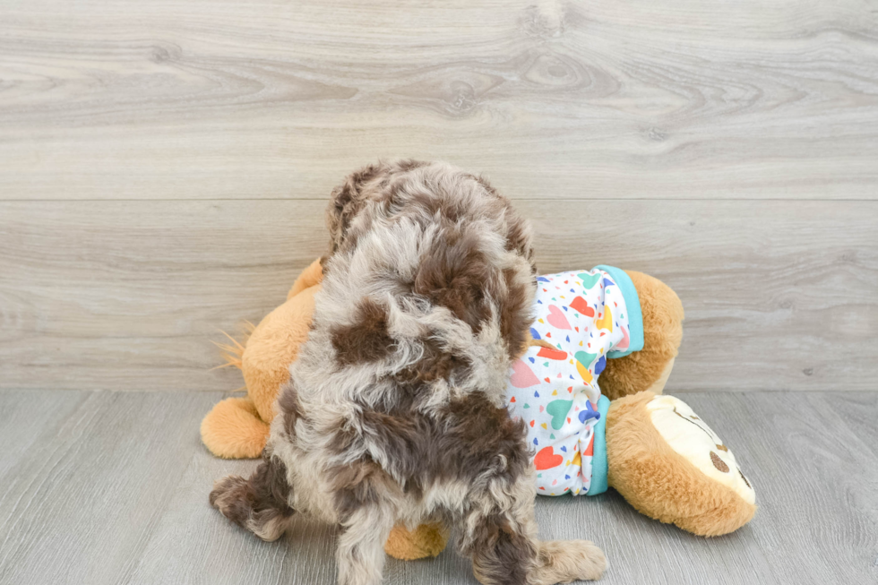 Best Mini Goldendoodle Baby