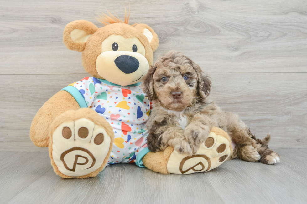 Fluffy Mini Goldendoodle Poodle Mix Pup