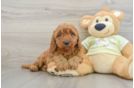 Little Mini Goldenpoo Poodle Mix Puppy