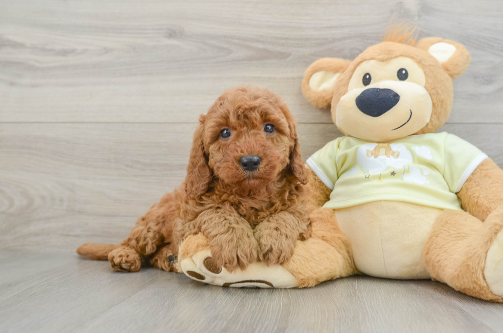 7 week old Mini Goldendoodle Puppy For Sale - Premier Pups