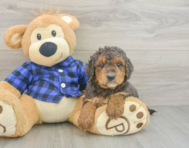 8 week old Mini Goldendoodle Puppy For Sale - Premier Pups