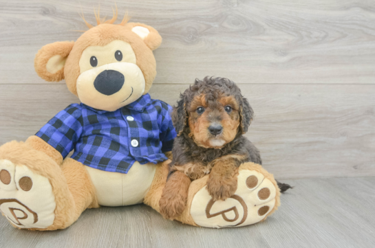 Mini Goldendoodle Pup Being Cute