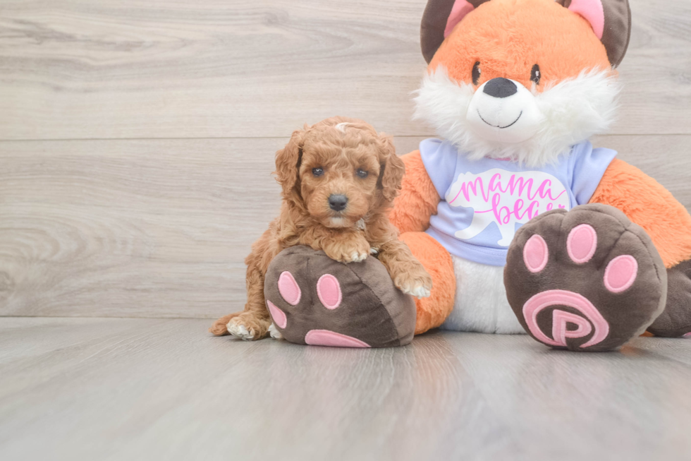 Meet Adora - our Mini Goldendoodle Puppy Photo  1/3 - Premier Pups Playful Mini Groodle Poodle Mix Puppy
