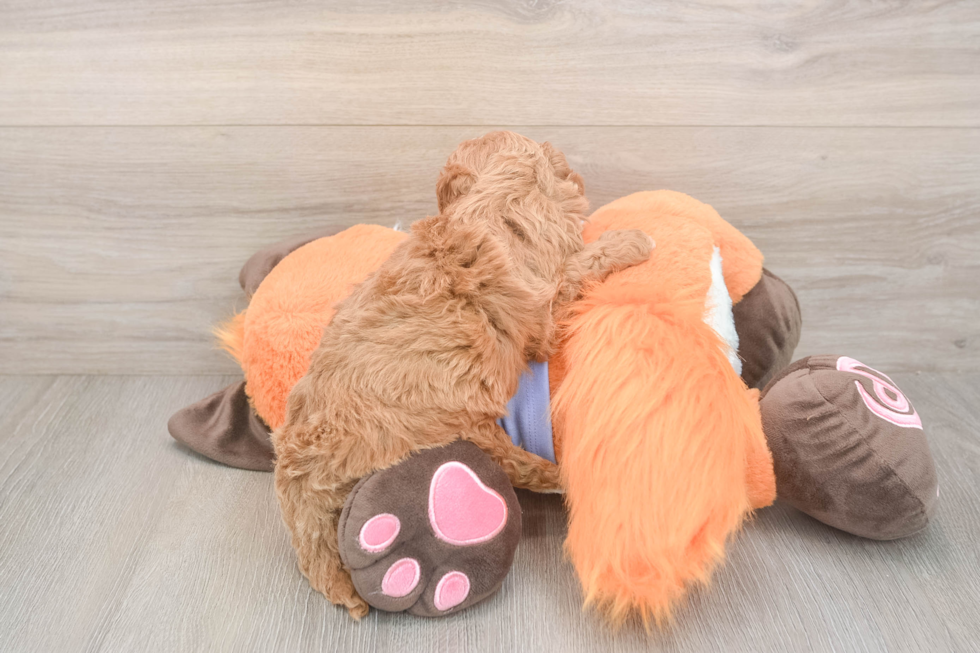 Meet Adora - our Mini Goldendoodle Puppy Photo  3/3 - Premier Pups Small Mini Goldendoodle Baby
