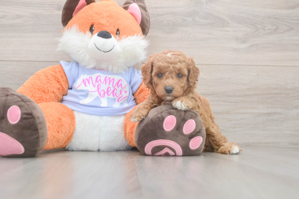 Meet Adora - our Mini Goldendoodle Puppy Photo  2/3 - Premier Pups Mini Goldendoodle Puppy for Adoption