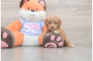 Meet Adora - our Mini Goldendoodle Puppy Photo  2/3 - Premier Pups Mini Goldendoodle Puppy for Adoption