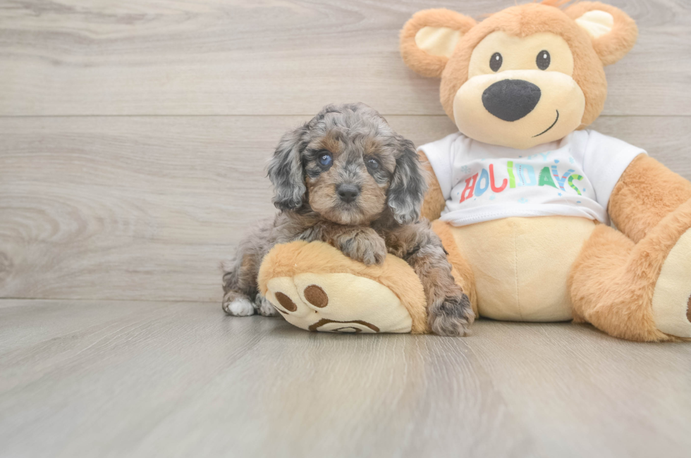 5 week old Mini Goldendoodle Puppy For Sale - Premier Pups