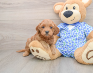 8 week old Mini Goldendoodle Puppy For Sale - Premier Pups