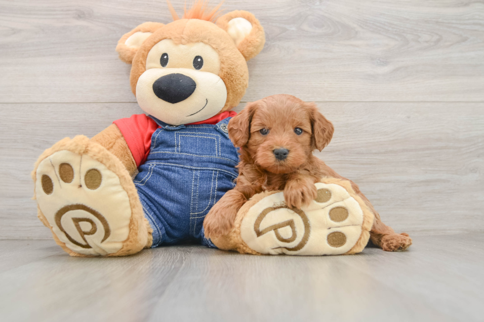 Smart Mini Goldendoodle Poodle Mix Pup