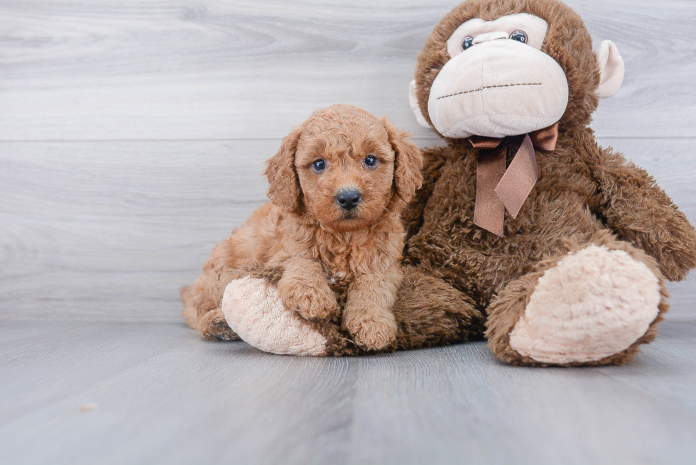 Mini Goldendoodle Puppy for Adoption