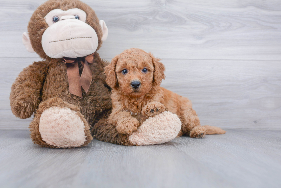 Smart Mini Goldendoodle Poodle Mix Pup