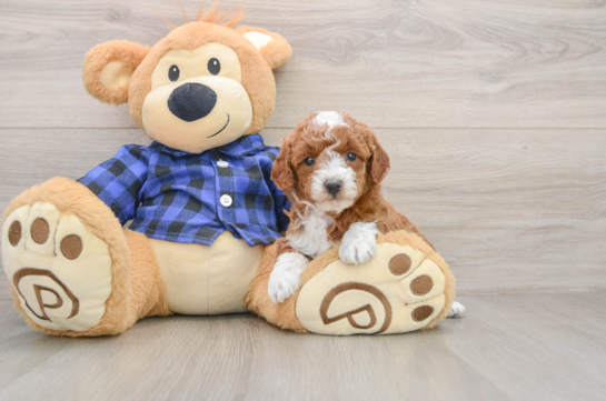 Small Mini Goldendoodle Baby