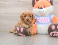 5 week old Mini Goldendoodle Puppy For Sale - Premier Pups
