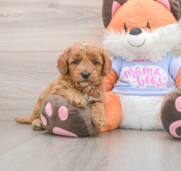 6 week old Mini Goldendoodle Puppy For Sale - Premier Pups