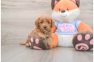 Mini Goldendoodle Pup Being Cute