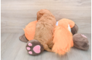 Playful Mini Groodle Poodle Mix Puppy