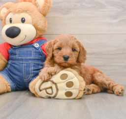 7 week old Mini Goldendoodle Puppy For Sale - Premier Pups