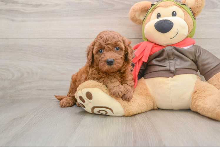 Little Mini Goldenpoo Poodle Mix Puppy
