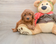 6 week old Mini Goldendoodle Puppy For Sale - Premier Pups