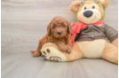 Little Mini Goldenpoo Poodle Mix Puppy
