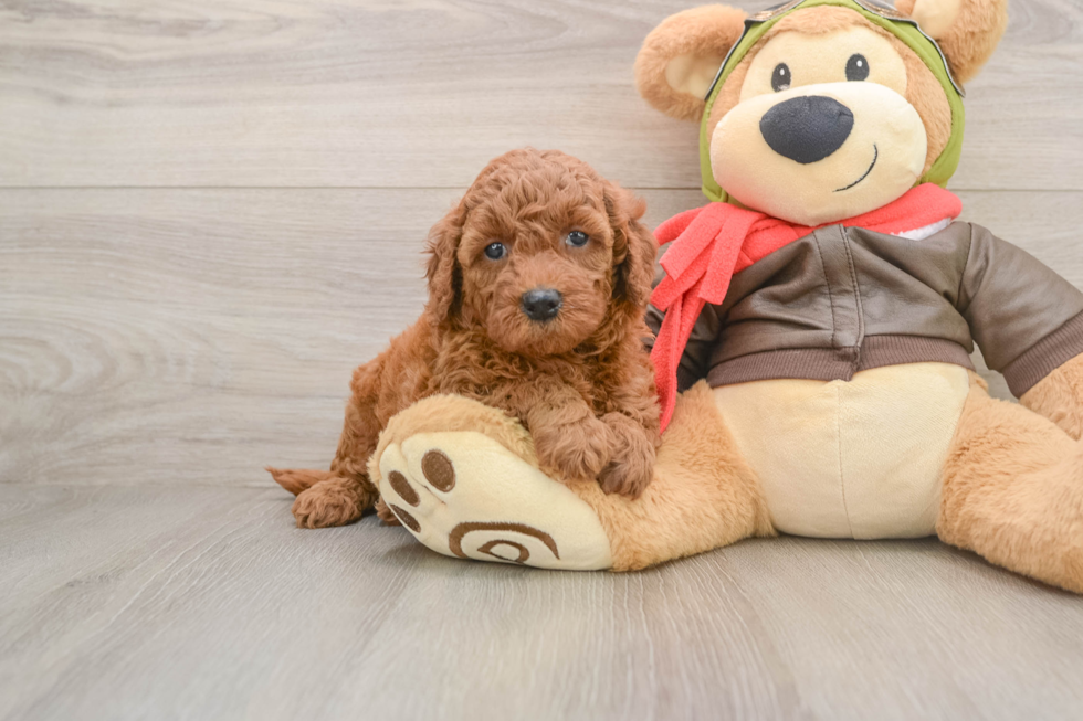 Little Mini Goldenpoo Poodle Mix Puppy