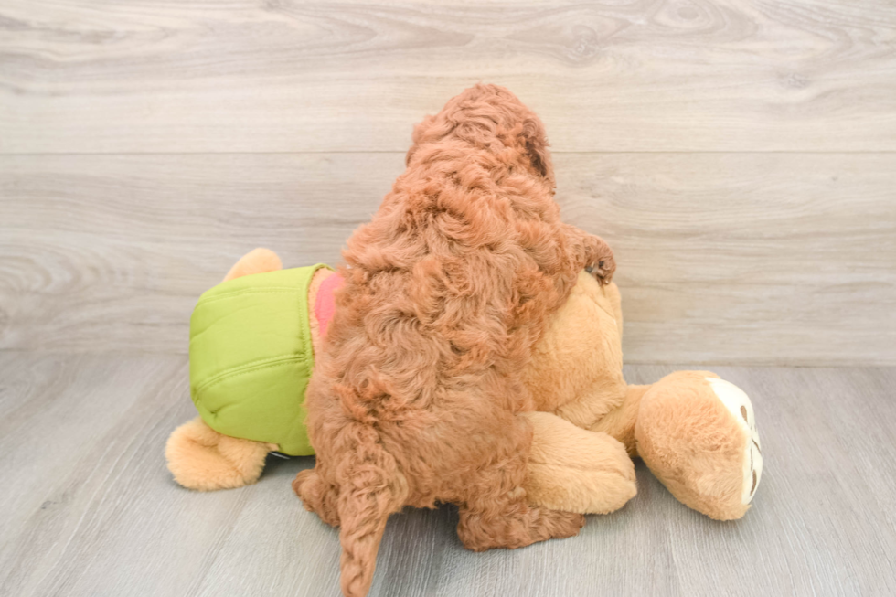 Funny Mini Goldendoodle Poodle Mix Pup