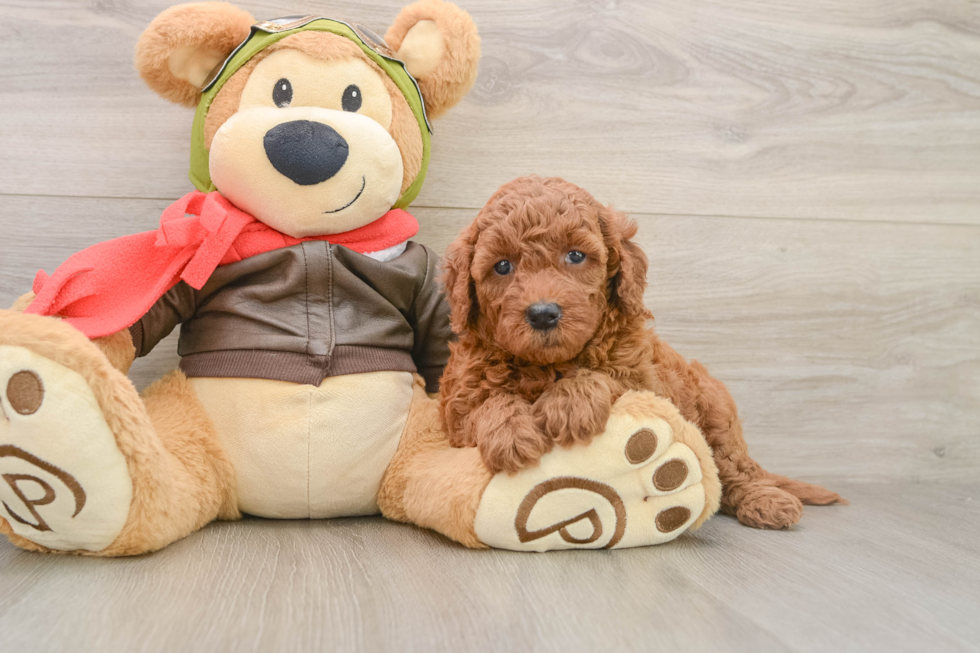 Mini Goldendoodle Pup Being Cute