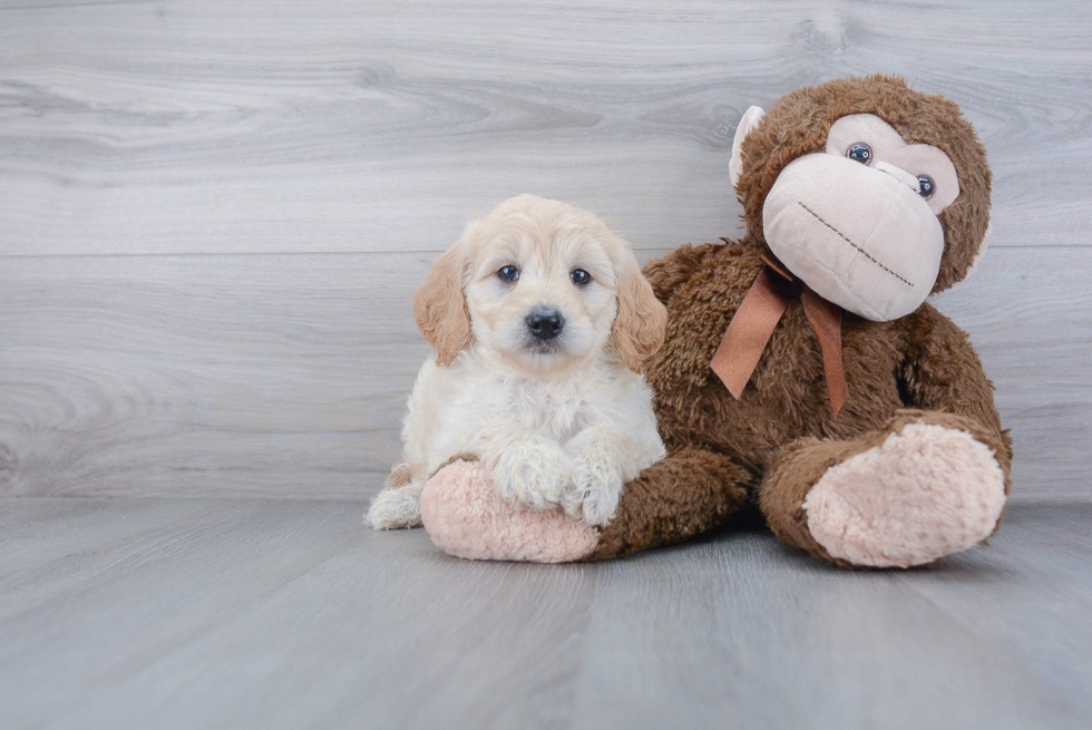 Mini Goldendoodle Puppy for Adoption