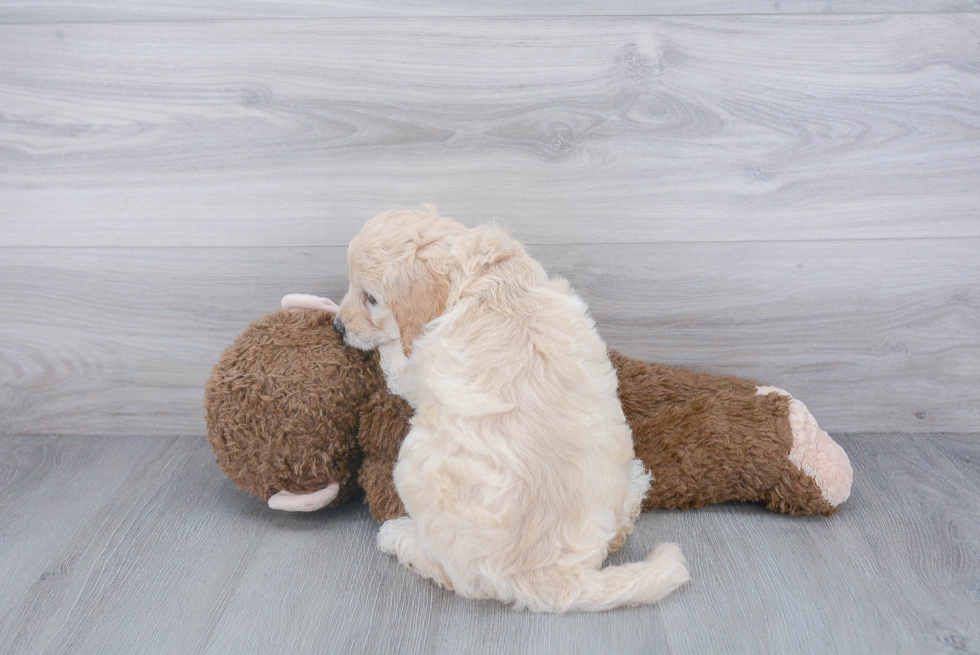 Mini Goldendoodle Pup Being Cute