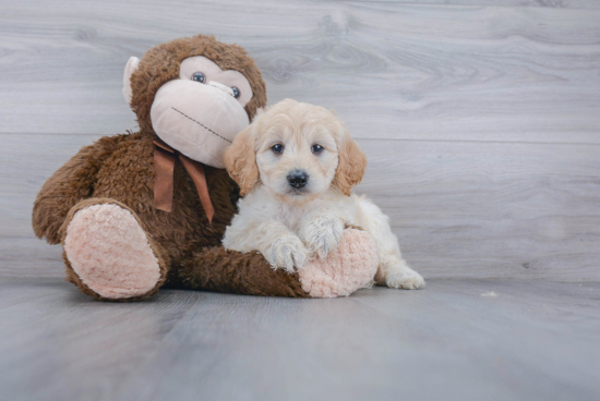 Adorable Golden Retriever Poodle Mix Puppy