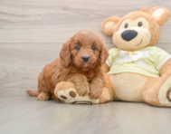 5 week old Mini Goldendoodle Puppy For Sale - Premier Pups