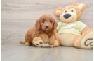 Mini Goldendoodle Pup Being Cute