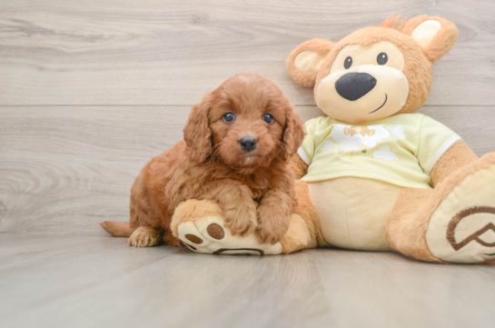 Mini Goldendoodle Pup Being Cute