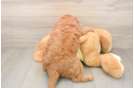 Sweet Mini Goldendoodle Baby