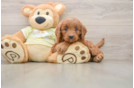 Funny Mini Goldendoodle Poodle Mix Pup