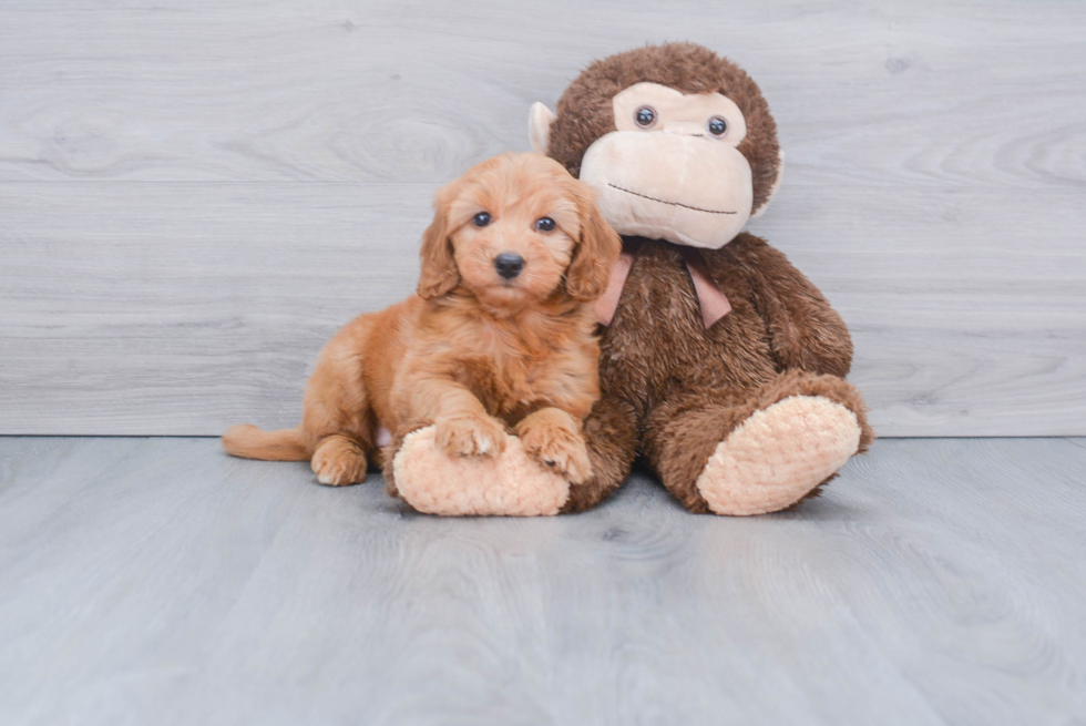 Petite Mini Goldendoodle Poodle Mix Pup