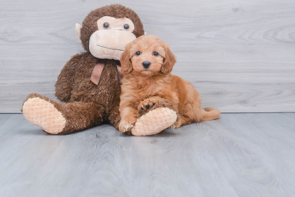 Best Mini Goldendoodle Baby