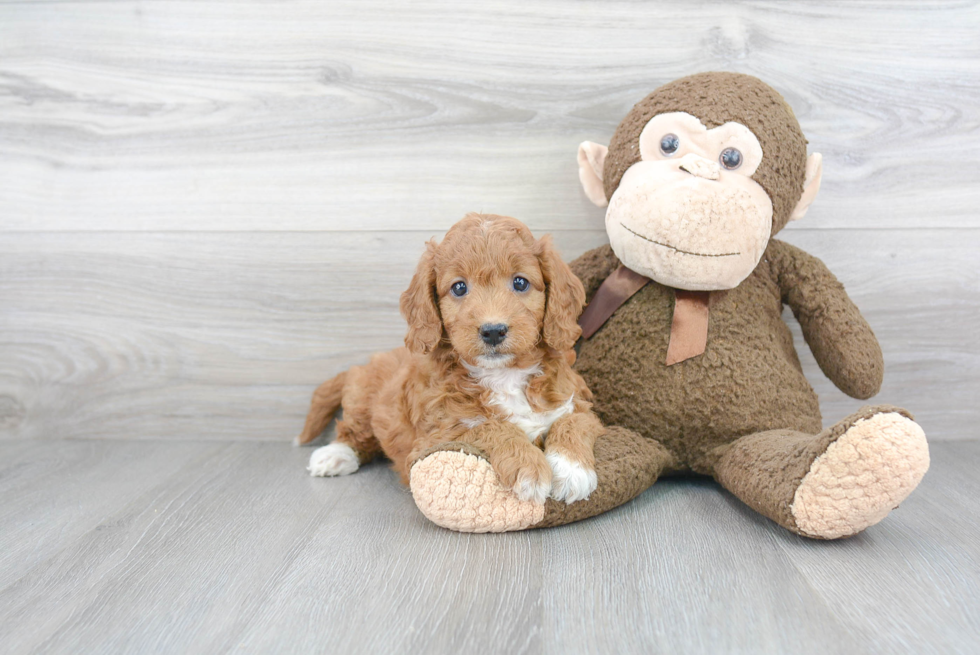 Best Mini Goldendoodle Baby