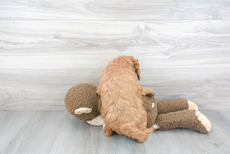 Energetic Golden Retriever Poodle Mix Puppy