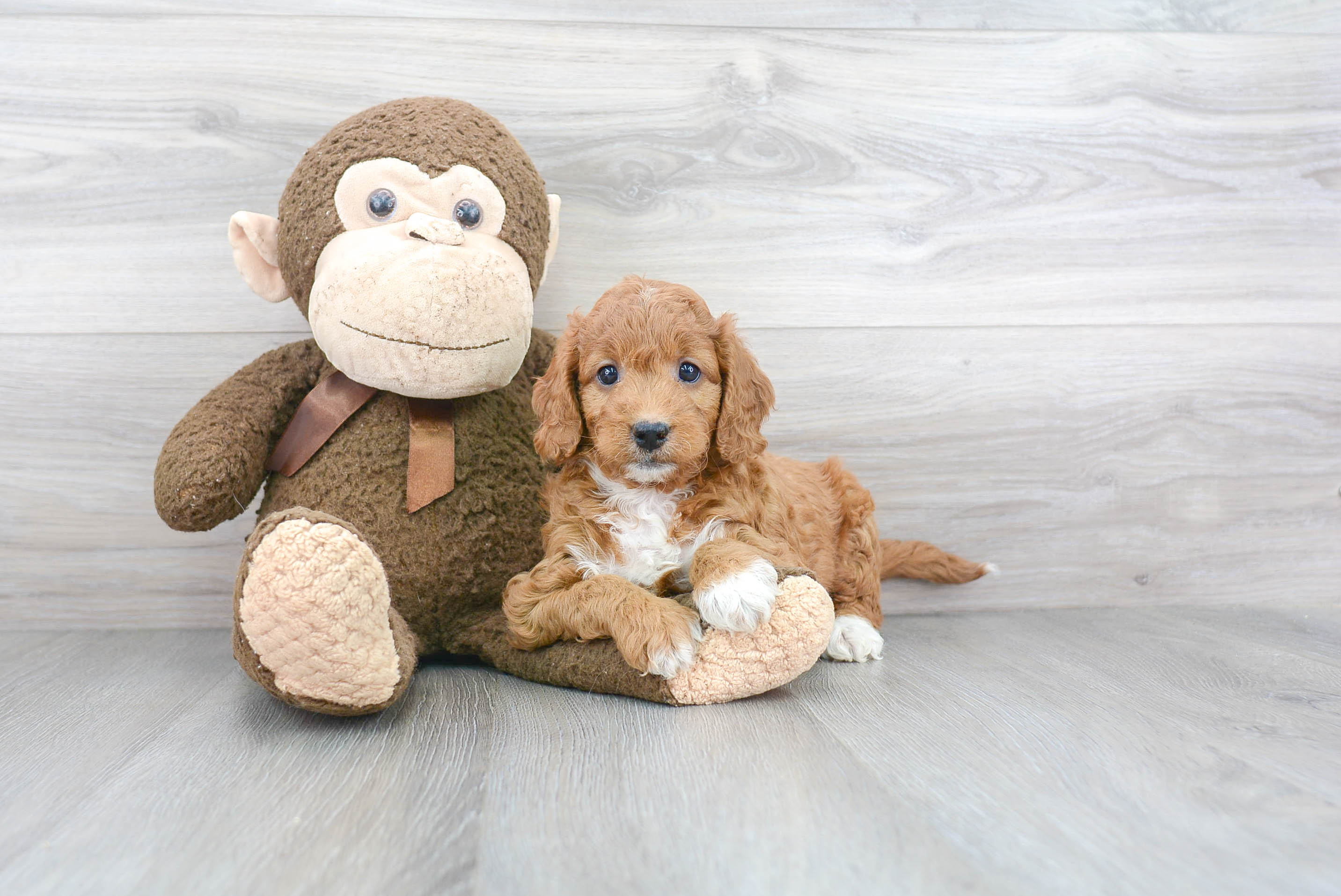 Adorable Golden Retriever Poodle Mix Puppy