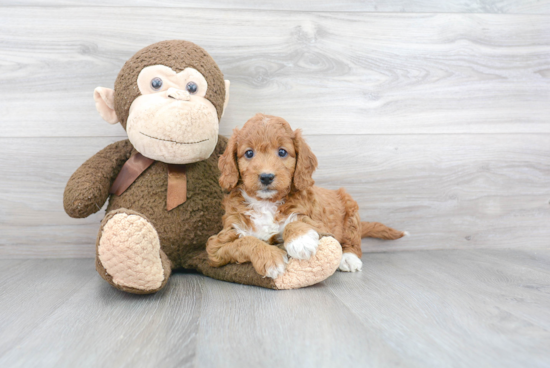 Adorable Golden Retriever Poodle Mix Puppy