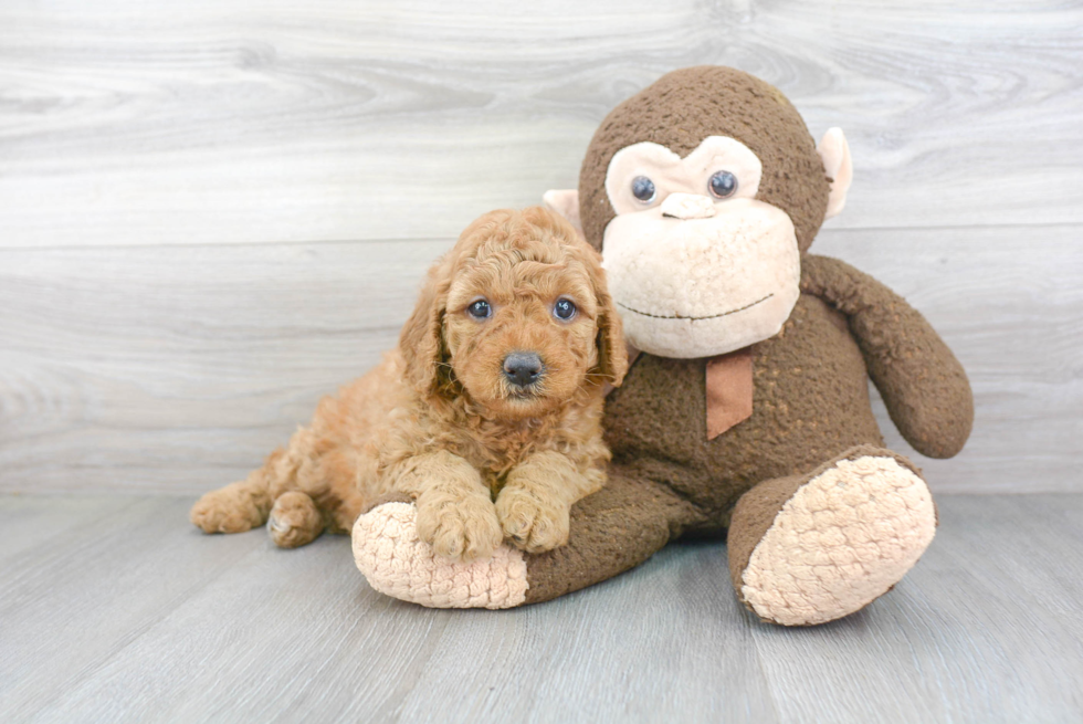 Mini Goldendoodle Pup Being Cute