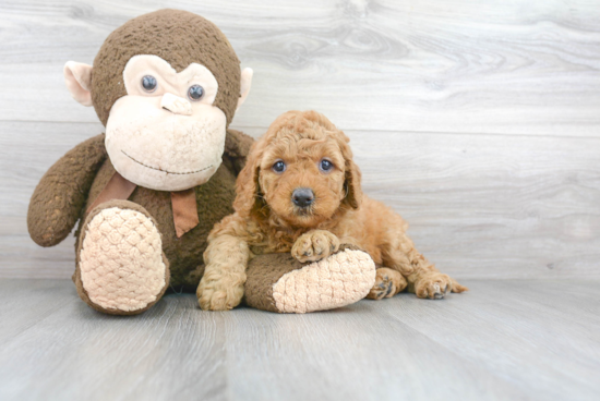 Playful Golden Retriever Poodle Mix Puppy